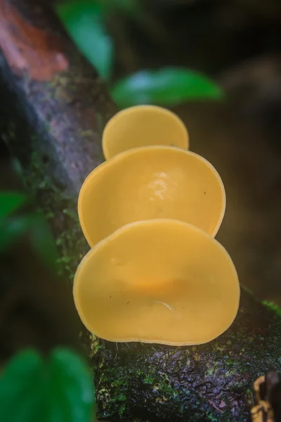 Champagne mushrooms (Fungi Cup) — Stock Photo, Image