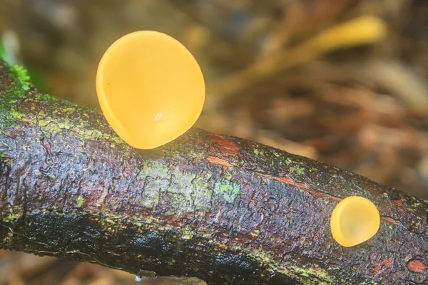 Champagne mushrooms (Fungi Cup) — Stock Photo, Image