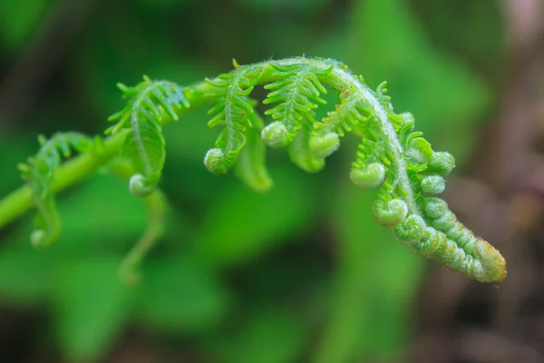 Close up of fern leaf with water drops — Stock Photo, Image