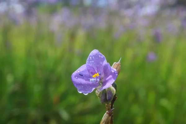 Murdannia giganteum, flor roxa tailandesa e floresta de pinheiro — Fotografia de Stock