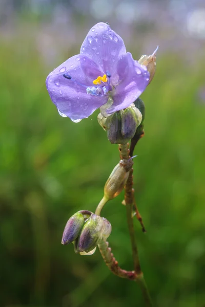 Murdannia giganteum, Thai purple flower and Pine forest — Stock Photo, Image