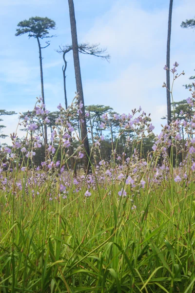 Murdannia giganteum, Fleur pourpre thaïlandaise et forêt de pins — Photo