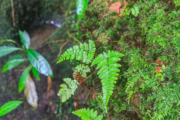 Bosque tropical —  Fotos de Stock