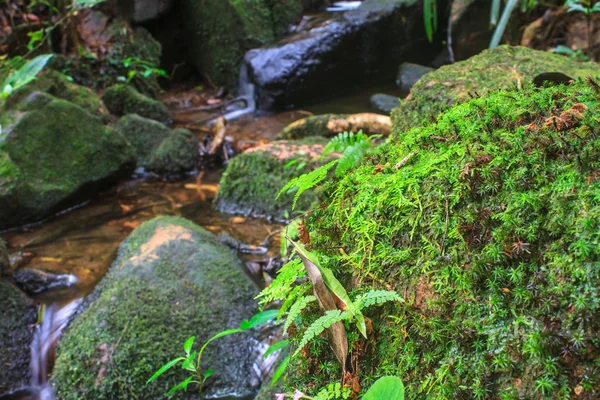 Tropiska skogar — Stockfoto