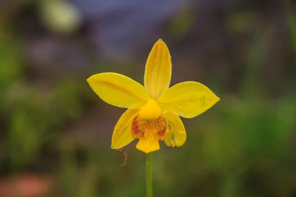 Spathoglottis lobbii lindl kwiat — Zdjęcie stockowe