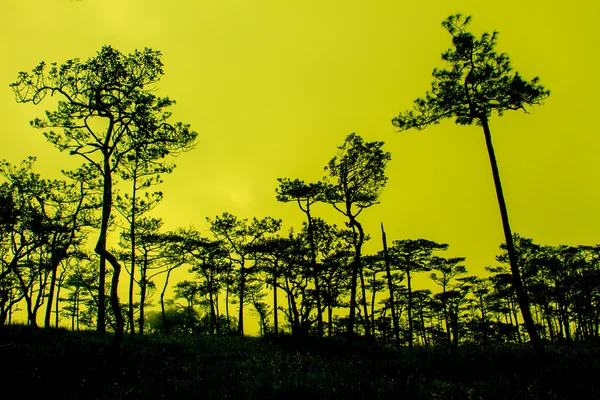 Coucher de soleil avec silhouette de pins noirs — Photo