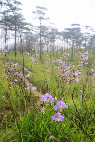 Murdannia giganteum, thailändische lila Blume und Kiefernwald — Stockfoto