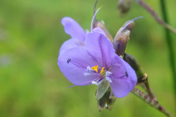 Murdannia giganteum, flor roxa tailandesa e floresta de pinheiro — Fotografia de Stock