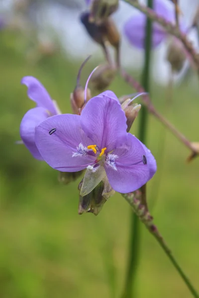 Murdannia giganteum, flor roxa tailandesa e floresta de pinheiro — Fotografia de Stock