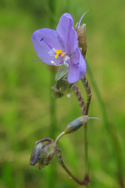 Murdannia giganteum, flor roxa tailandesa e floresta de pinheiro — Fotografia de Stock