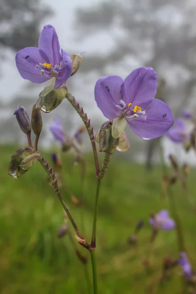 Murdannia giganteum, flor roxa tailandesa e floresta de pinheiro — Fotografia de Stock