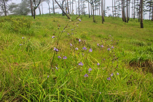 Murdannia giganteum, Thai purple flower and Pine forest — Stock Photo, Image