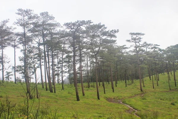 Bosque de pinos en la montaña — Foto de Stock