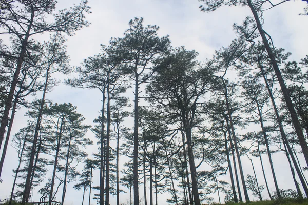 Pinède forêt sur montagne — Photo