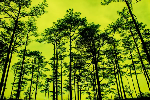 Coucher de soleil avec silhouette de pins noirs — Photo