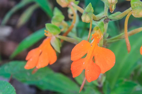 Habennaria rhodocchelia hance from rainforest — Stock Photo, Image