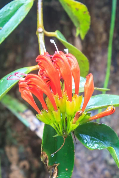 Aeschynanthus hildebrandii, dzikie kwiaty w lesie — Zdjęcie stockowe