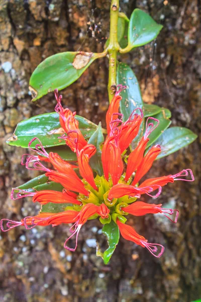 Aeschynanthus Hildebrandii, wild flowers in forest — Stock Photo, Image