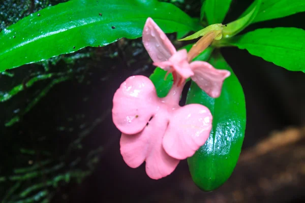 Habennaria rhodocchelia hance from rainforest — Stock Photo, Image