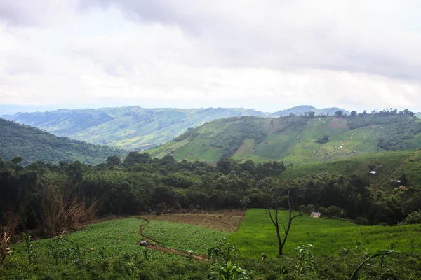 Campos en las montañas —  Fotos de Stock