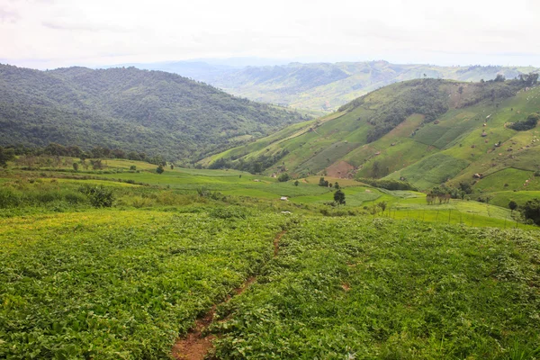 Campos en las montañas — Foto de Stock