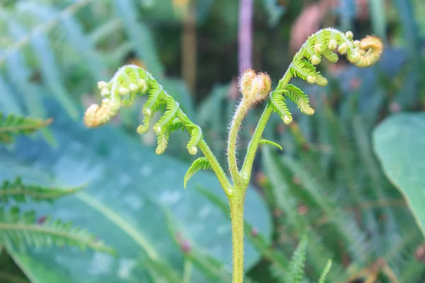 Close up of fern leaf with water drops — Stock Photo, Image