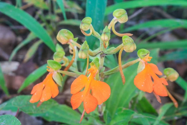 Habennaria rhodocchelia hance from rainforest — Stock Photo, Image