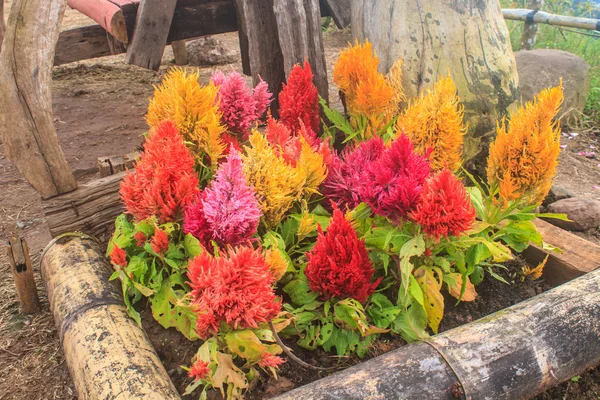 Plumped celosia flower in the garden — Stock Photo, Image