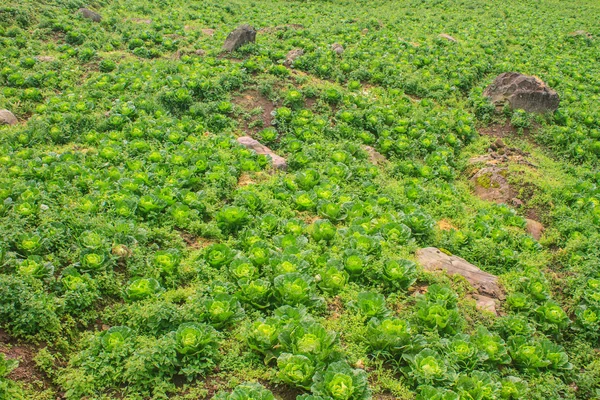Chinese cabbage field — Stock Photo, Image