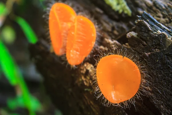 Samppanja sienet (sienet Cup ) — kuvapankkivalokuva