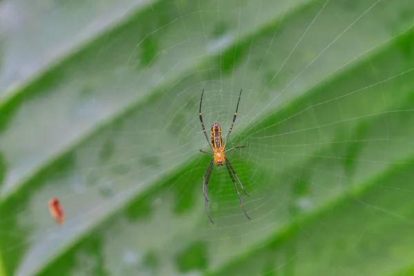 Павук у лісі — стокове фото