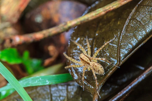 Spider in forest — Stock Photo, Image