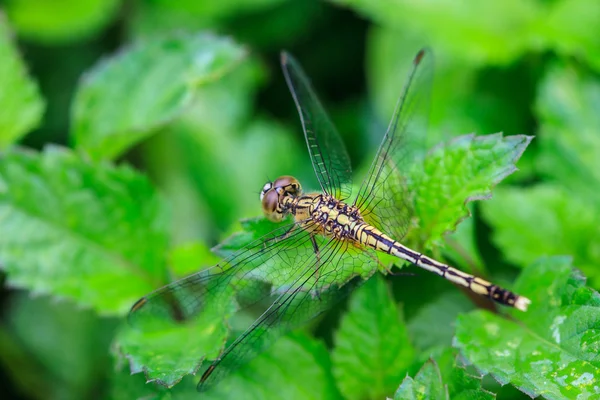 Dragonfly op plant — Stockfoto