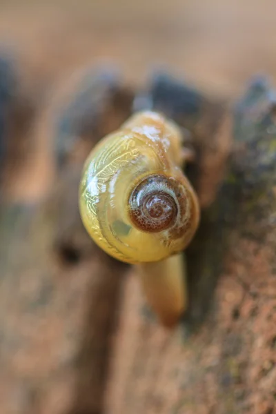 Escargot dans la forêt — Photo