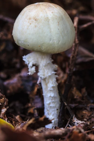 Paddenstoelen die in het bos groeien — Stockfoto