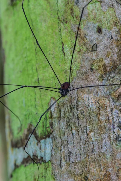 Harvestman spider of daddy longlegs — Stockfoto