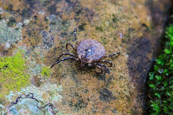 Parasitenzecke am Boden — Stockfoto