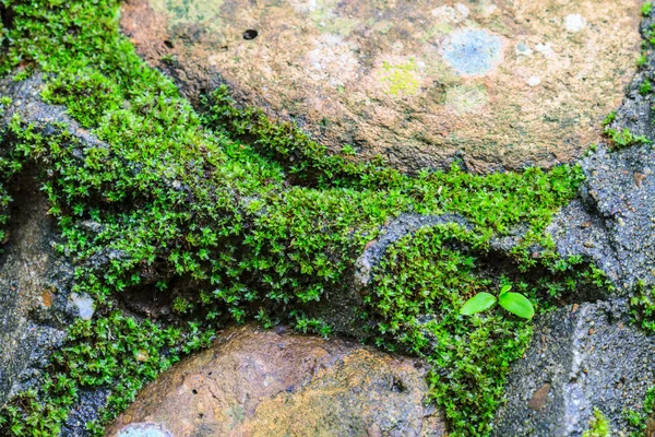 Musgo verde em pedra — Fotografia de Stock