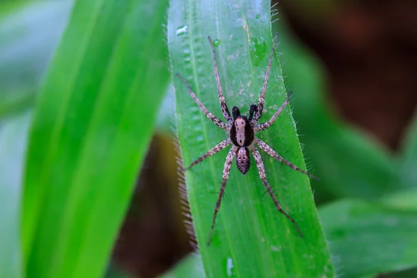 Spindel i skogen — Stockfoto