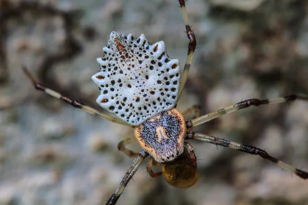 White spider is staying in web — Stock Photo, Image