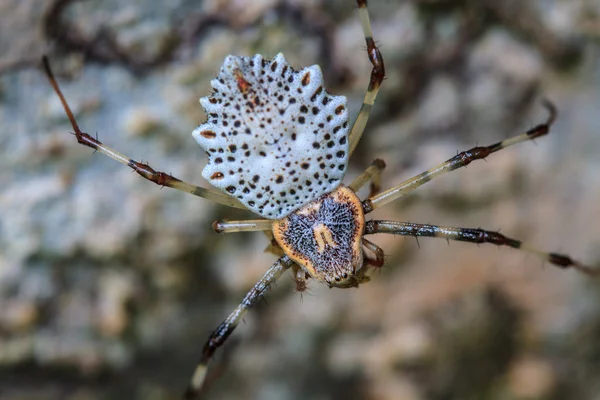 Păianjen alb rămâne în web — Fotografie, imagine de stoc