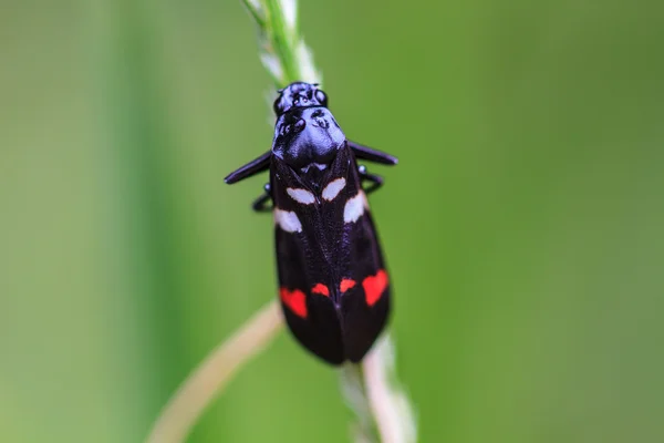 Hmyz v přírodě pozadí — Stock fotografie