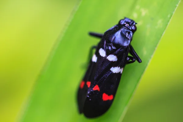 Insect in aard achtergrond — Stockfoto