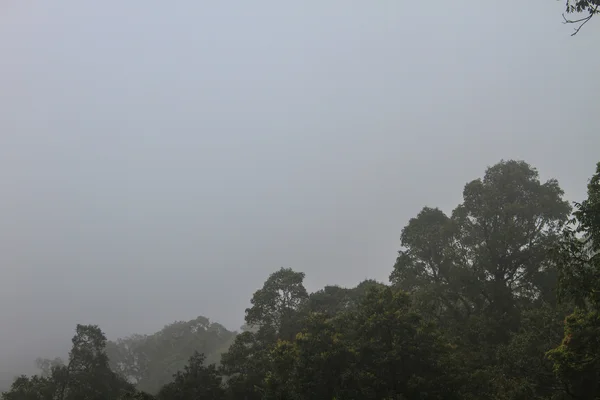 Bosque de ensueño oscuro con niebla — Foto de Stock