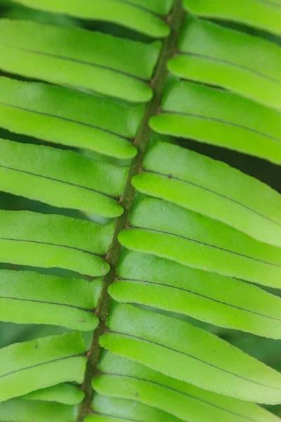 Fern leaf texture — Stock Photo, Image