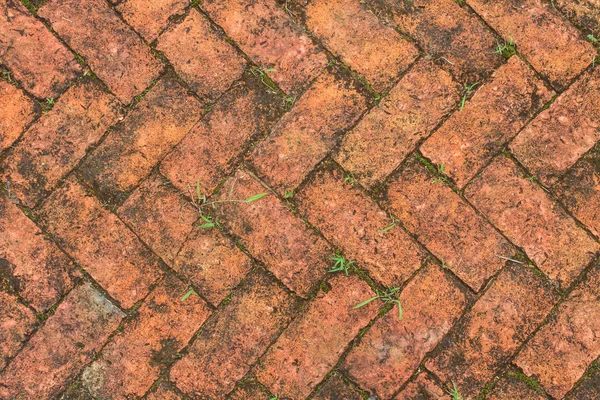 Stará podlaha červených cihel s mechem — Stock fotografie