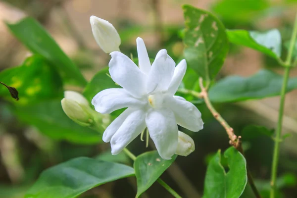 Vit jasmin blommor i trädgården — Stockfoto