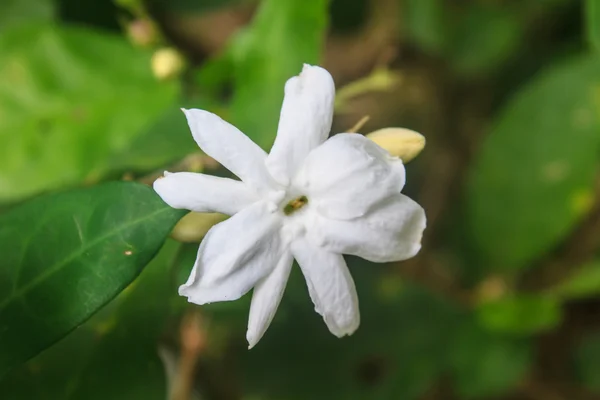 Белые цветы жасмина в саду — стоковое фото
