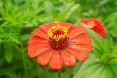 Zinnia elegans alanı