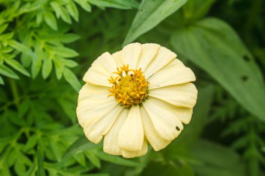 Zinnia elegans alanı